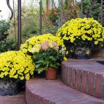 How to keep your garden in blossoming condition