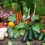 A Beginner’s Guide on How to Start a Vegetable Garden