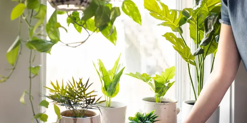 Best Artificial Plant for Your Style