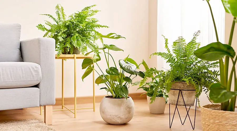Decorate With Artificial Plants