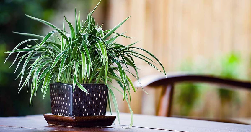 Key Traits of Easy-Care Plants